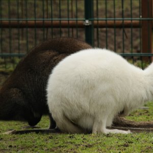 Känguru...... Sabine Schröder